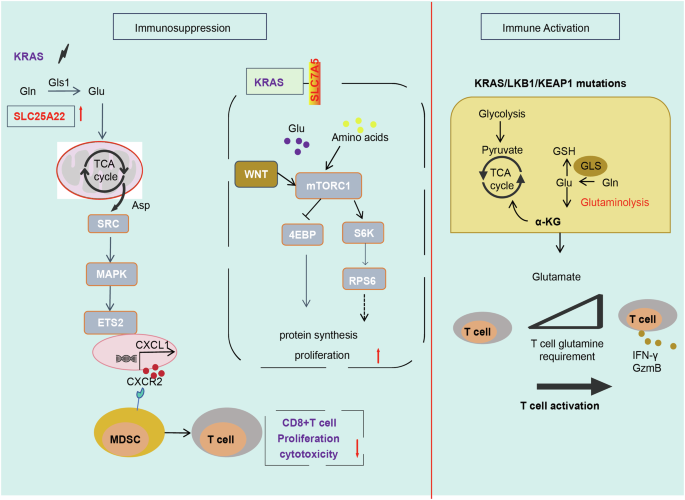 Fig. 6: KRAS affects the TME by modulating amino acid metabolism.