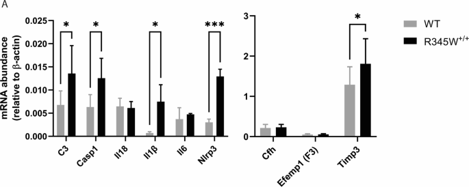 Fig. 3: Transcriptional analysis suggests a state of chronic inflammation in R345W+/+ RPE/choroid at 18 month.