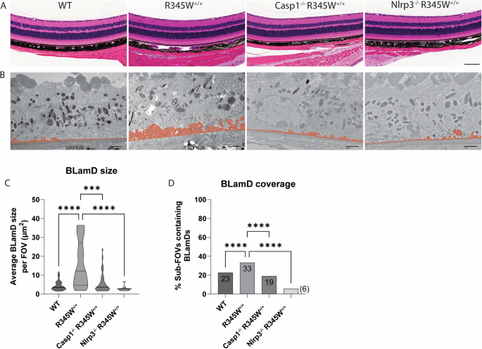 Fig. 7: Retinal histology and BLamD comparison of WT, R345W+/+, Casp1-/- R345W+/+, and Nlrp3-/- R345W+/+ 12 month mice.