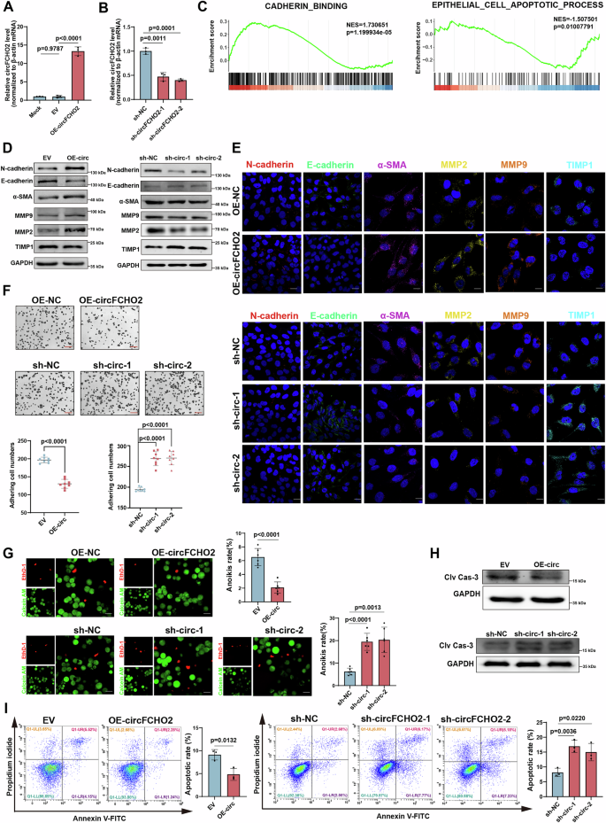 Fig. 2: circFCHO2 promotes EMT and ECM remodeling in BEAS-2B cells.