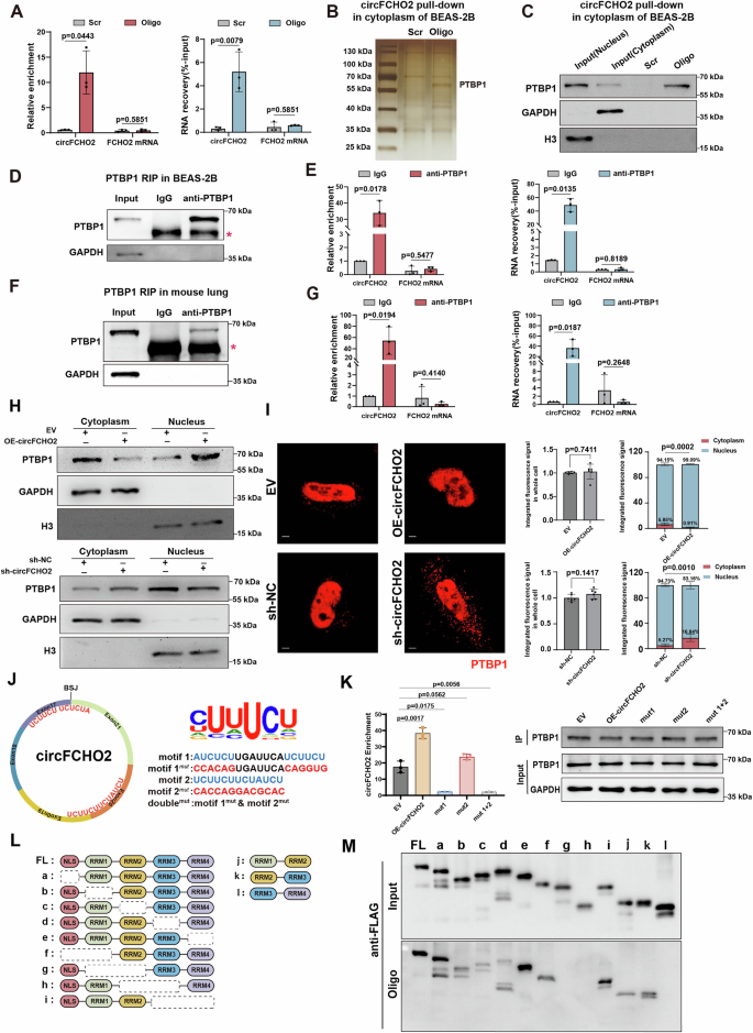 Fig. 3: circFCHO2 interacts with PTBP1 and regulates its nucleocytoplasmic distribution.