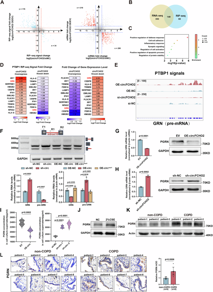 Fig. 4: circFCHO2 inhibits PTBP1-mediated GRN mRNA precursor splicing.