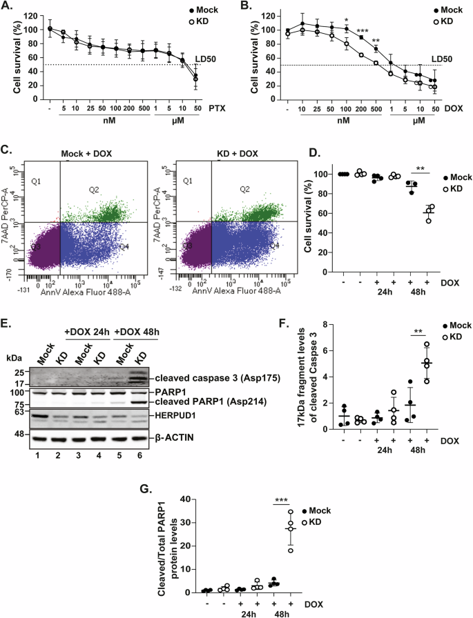 Fig. 4: HERPUD1 silencing reduces MDA-MB-231 cell viability in response to DOX and increases caspase-3 activation and PARP1 cleavage.