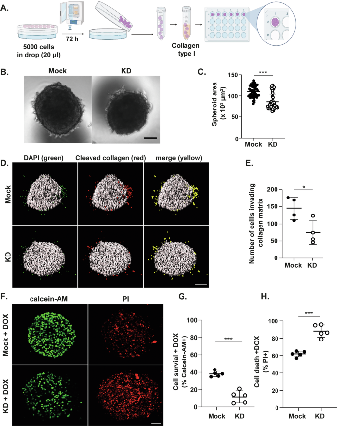 Fig. 5: HERPUD1 silencing in MDA-MB-231 cells reduces spheroid area, collagen invasion, and cell viability in the presence of DOX.