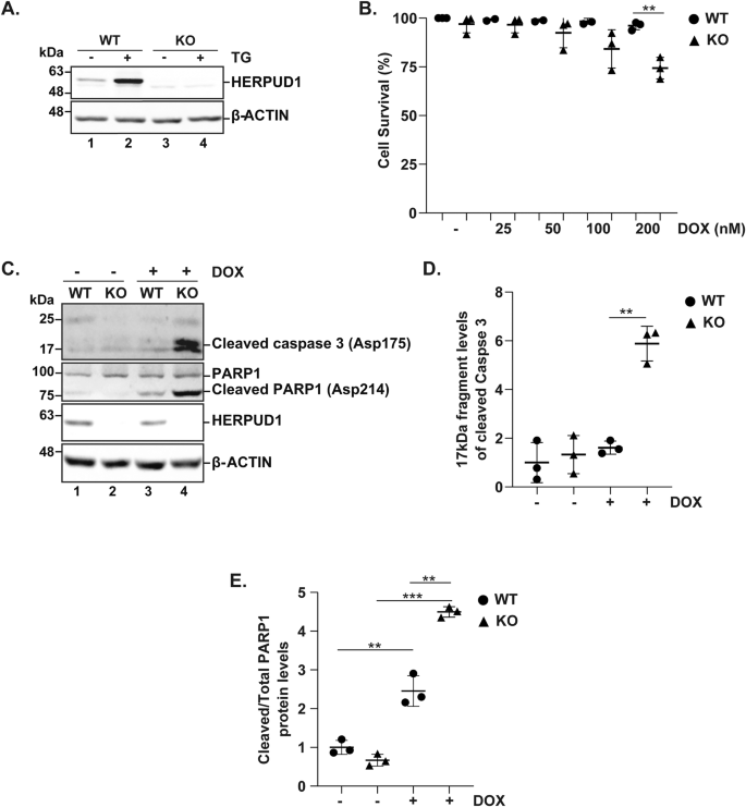 Fig. 6: Complete HERPUD1 gene knockout reduces MDA-MB-231 cell viability in response to DOX.