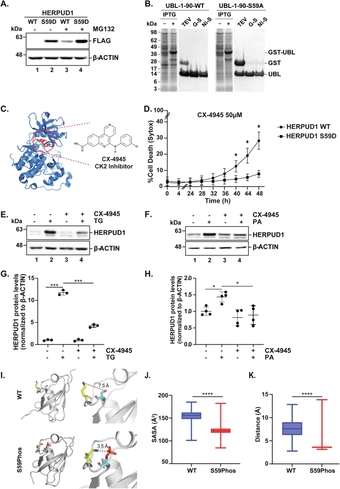 Fig. 8: HERPUD1 stability and function in cell survival under stress is regulated by its CK2-mediated phosphorylation.