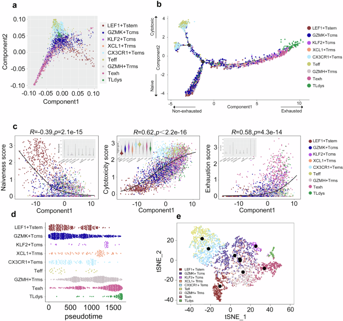 Fig. 2: Computational inference of the developmental trajectories of the CD8+ clusters.