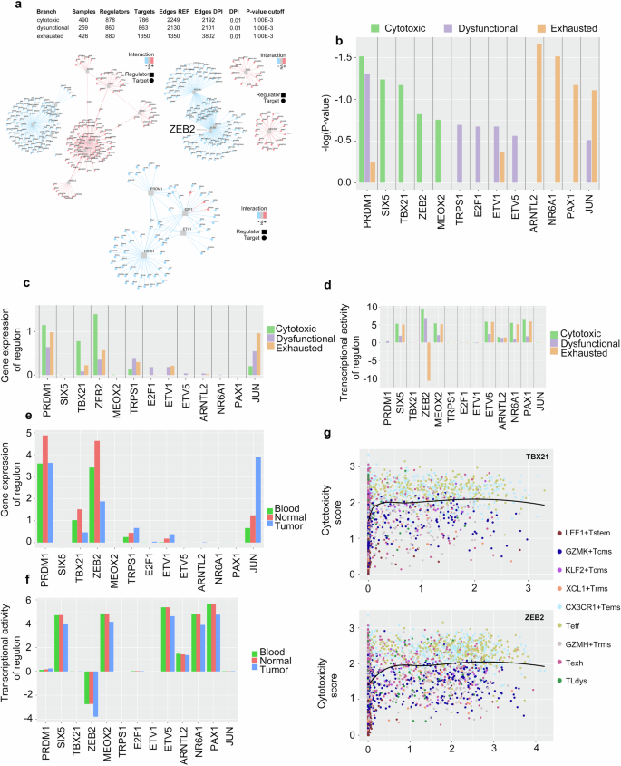 Fig. 3: Identification of master regulon(s) that may contribute to CD8+ differentiation along the cytotoxic effector trajectory.