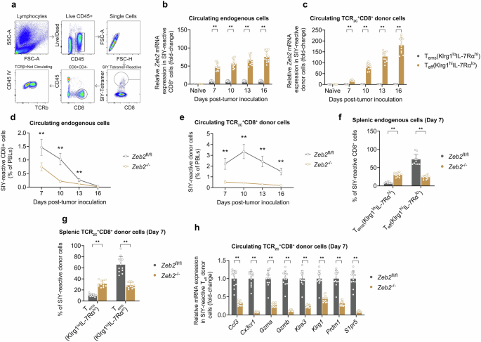 Fig. 4: Zeb2 stimulates lung tumor-reactive Teff cell differentiation.