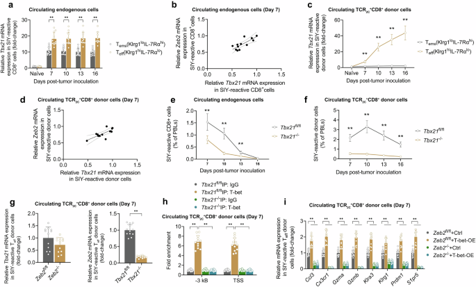 Fig. 5: ZEB2 acts downstream of the transcription factor T-bet to stimulate lung tumor-reactive Teff cell differentiation.