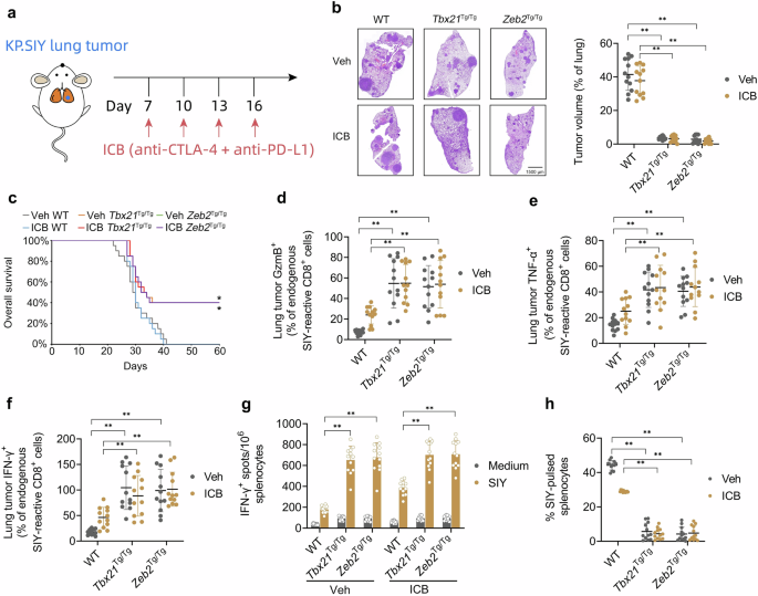 Fig. 6: The T-bet/ZEB2 axis displays immunotherapeutic effects on KP.SIY lung tumors independent of ICB therapy.
