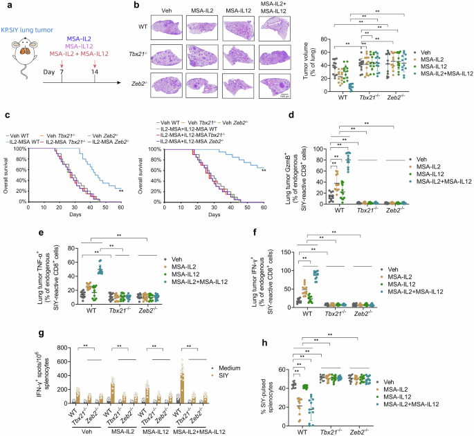 Fig. 7: The T-bet/ZEB2 axis is the primary mediator of the immunotherapeutic effects of IL-2 + IL-12 on KP lung tumors.