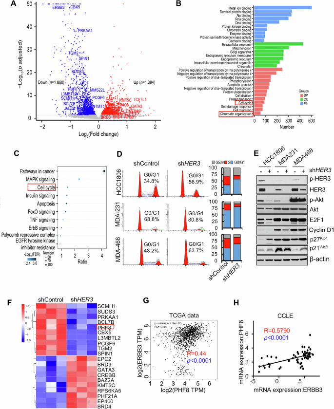 Fig. 1: Specific knockdown of HER3 significantly inhibits cell cycle progression and alters epigenetic regulation in TNBC cells.