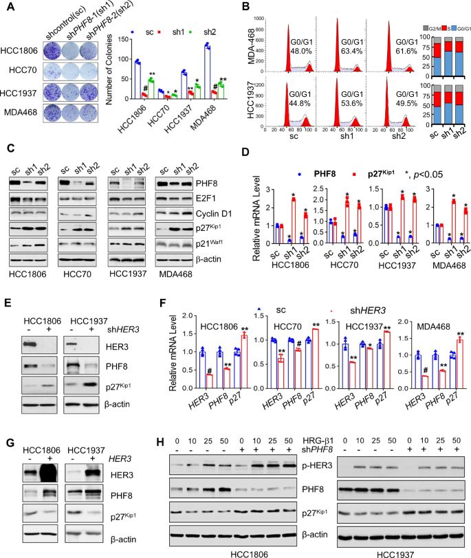 Fig. 2: Specific knockdown of PHF8 not only exhibits similar effects as HER3 depletion to induce cell cycle G1 arrest and upregulatep27kip1, but also abrogates activation of HER3-mediated downregulation of p27kip1 in TNBC cells.