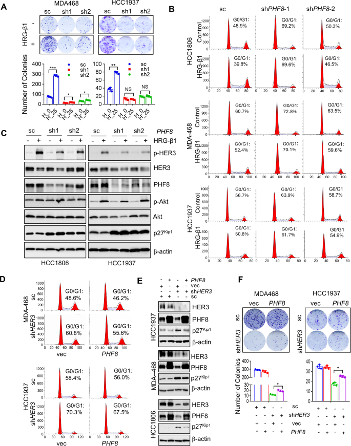 Fig. 3: PHF8 is required for activation of HER3 signaling-mediated promotion of colony formation, cell cycle progression, and downregulation of p27kip1, whereas ectopic expression of PHF8 partially reverses HER3 depletion-induced cell cycle G1 arrest, upregulation of p27kip1, and inhibition of colony formation in TNBC cells.