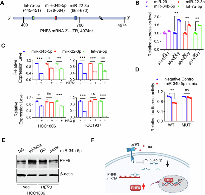 Fig. 5: HER3 signaling upregulates PHF8 via suppression of miR-34b-5p in TNBC cells.