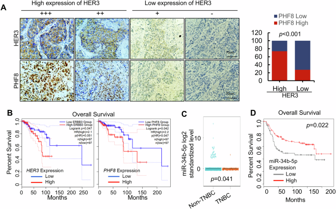 Fig. 6: HER3 and PHF8 expressions are positively correlated in TNBC specimens and the HER3/miR-34b-5p/PHF8 signaling axis significantly associates with survival outcomes in breast cancer patients.