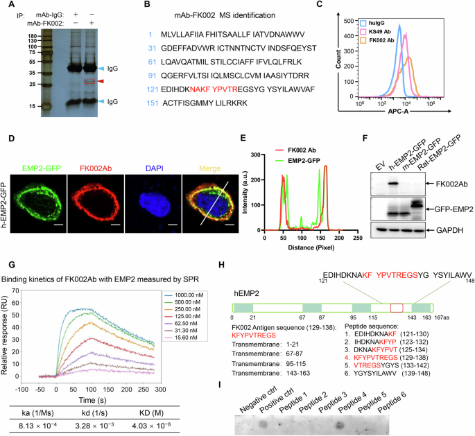 Fig. 2: Generation and target validation of FK002 antibody.