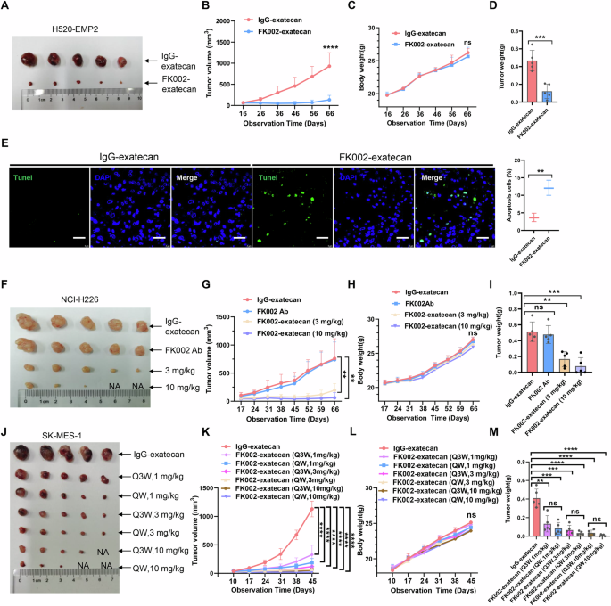 Fig. 7: Antitumor activity of FK002-exatecan on xenograft tumors.