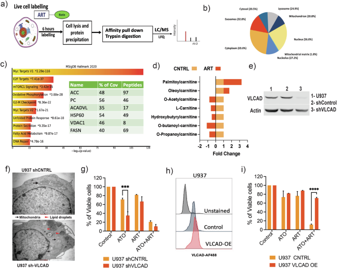 Fig. 2: Cellular targets of artesunate in AML cells.