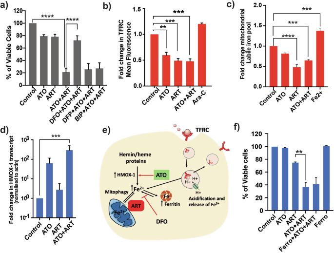 Fig. 4: Cellular iron reserves are critical for the anti-leukemic activity of ART in combination with ATO.