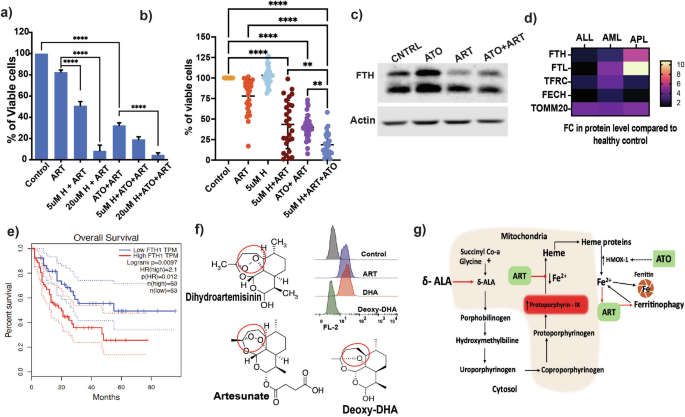 Fig. 5: The specificity of the combination therapy is shaped by the decisive presence of intracellular iron.