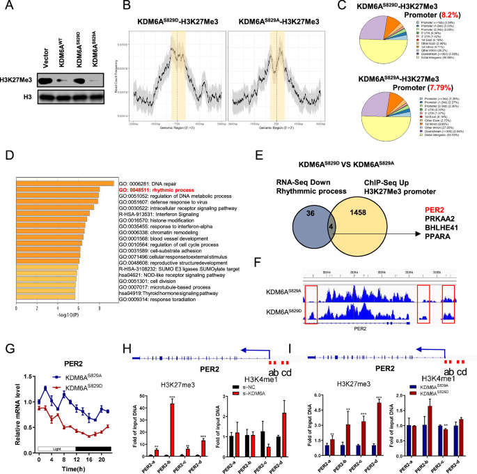 Fig. 4: KDM6A-pSer829 suppresses PER2 expression via histone modification.
