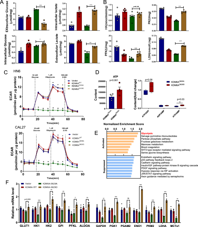 Fig. 5: KDM6A-pSer829 promotes glycolysis in HNSCC.