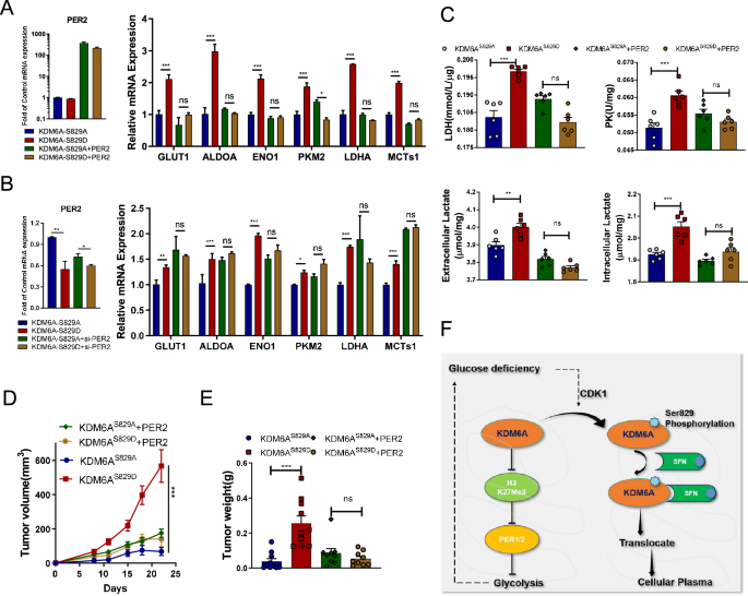 Fig. 6: KDM6A-pSer829 promotes glycolysis by suppressing PER2 mRNA expression.
