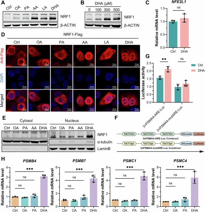 Fig. 3: DHA upregulated NRF1 expression and promoted its nuclear translocation.