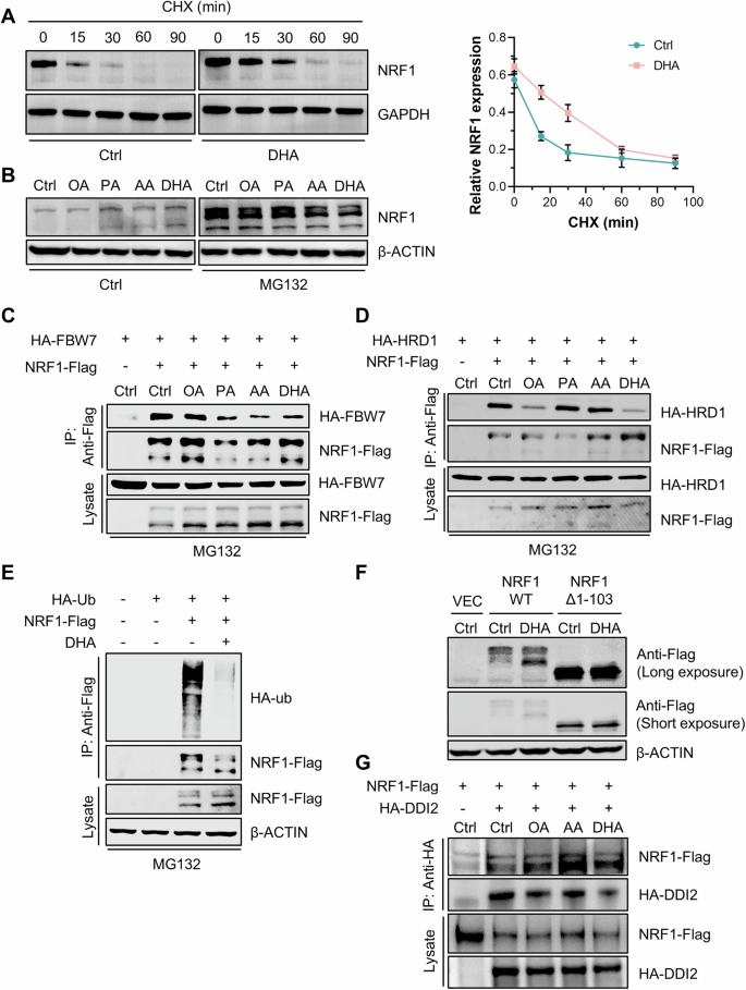 Fig. 4: DHA inhibited the ubiquitination and degradation of NRF1 at the ER membrane.