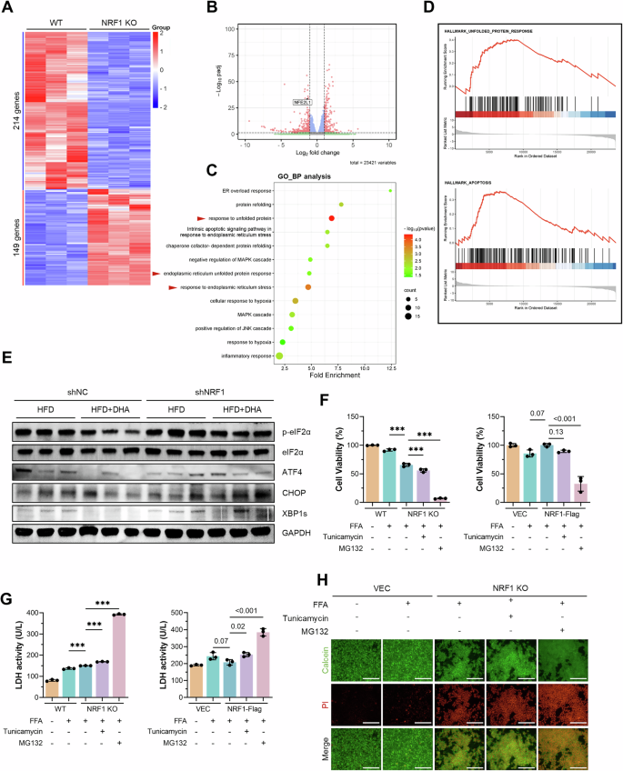 Fig. 6: NRF1 ameliorated liver injury by inhibiting ER stress.