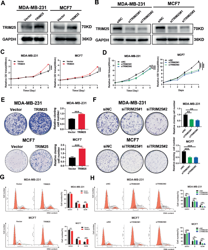 Fig. 1: TRIM25 promotes cell proliferation and cell cycle progression of BC cells.