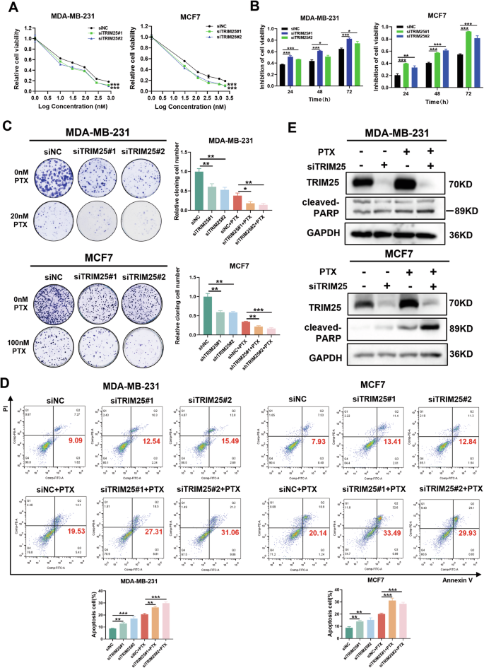 Fig. 2: TRIM25 knockdown promotes chemosensitivity of BC cells to paclitaxel.