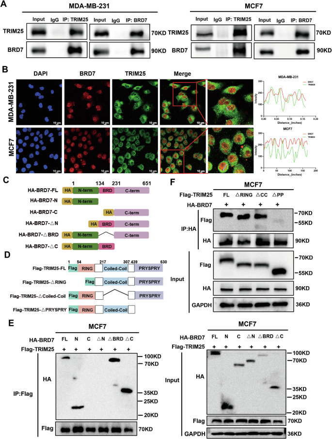 Fig. 3: TRIM25 interacts with BRD7.