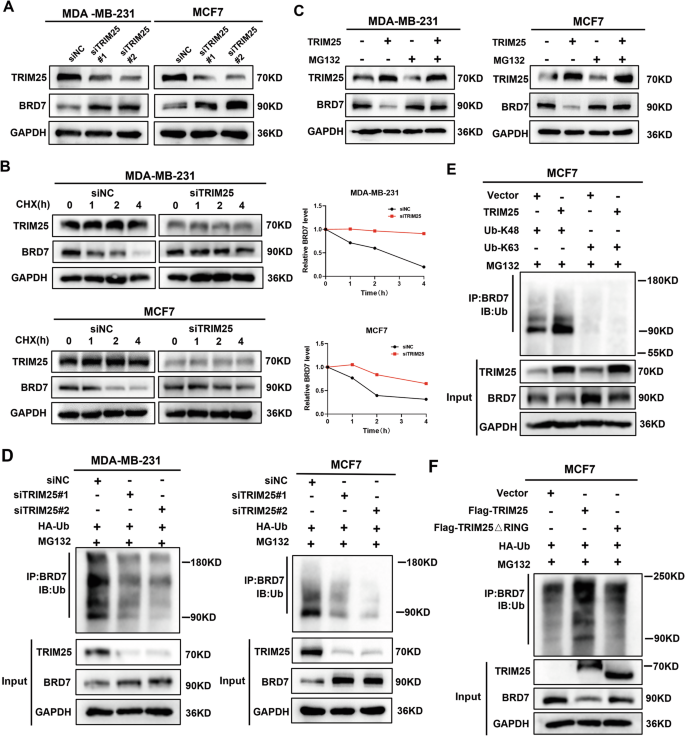 Fig. 4: TRIM25 regulates the stability of the BRD7 protein by regulating K48-linked ubiquitination.
