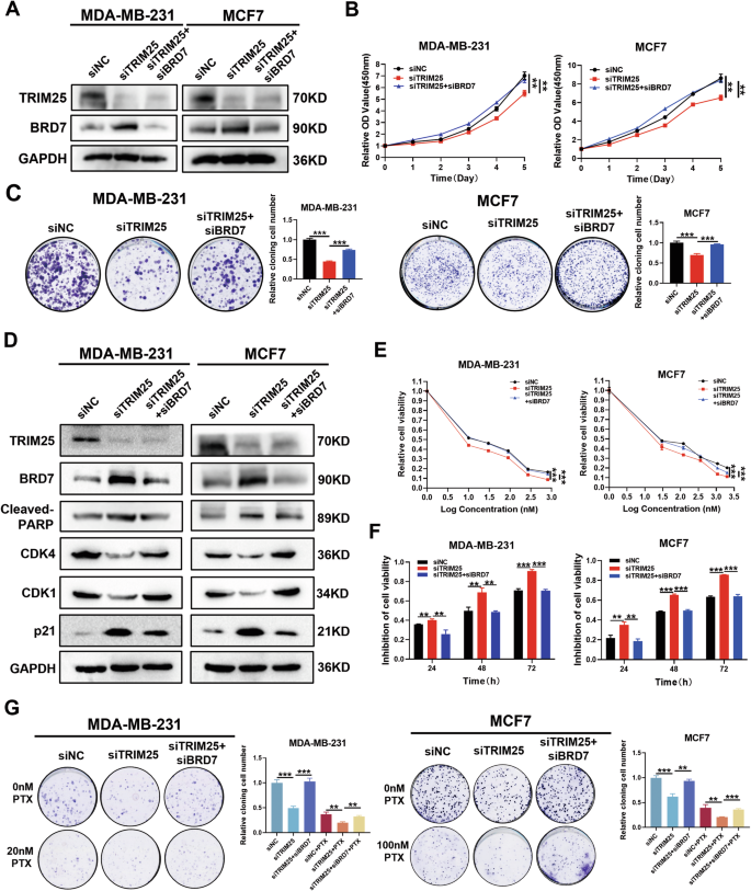 Fig. 6: TRIM25 knockdown suppresses cell proliferation and paclitaxel resistance partially through degradation of BRD7.
