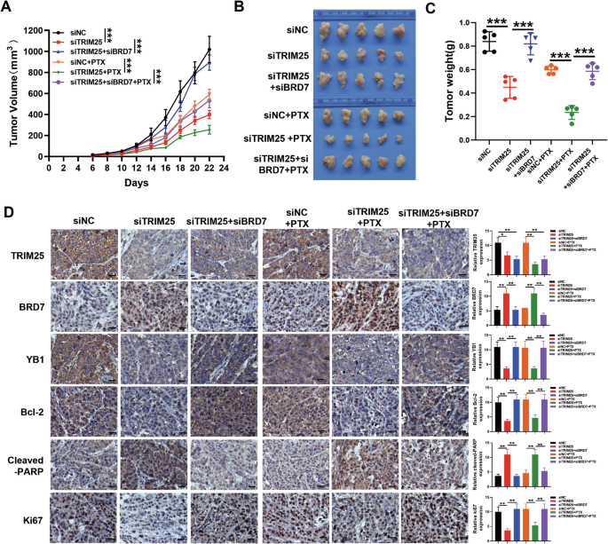 Fig. 7: TRIM25 promotes tumor growth and PTX resistance through degradation of BRD7 protein in vivo.