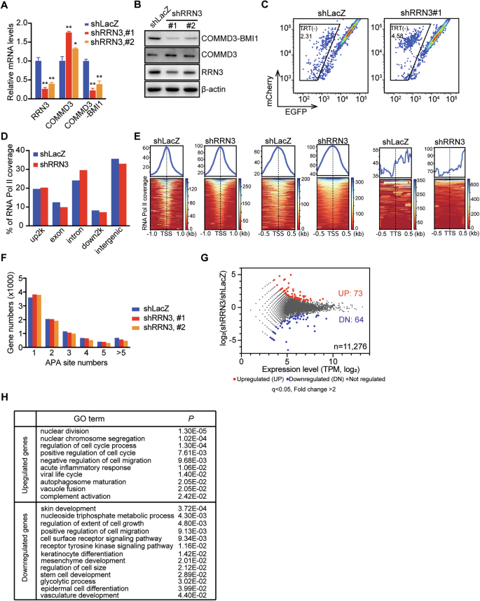 Fig. 2: RRN3 regulates the termination of RNA polymerase II (Pol II) transcription.