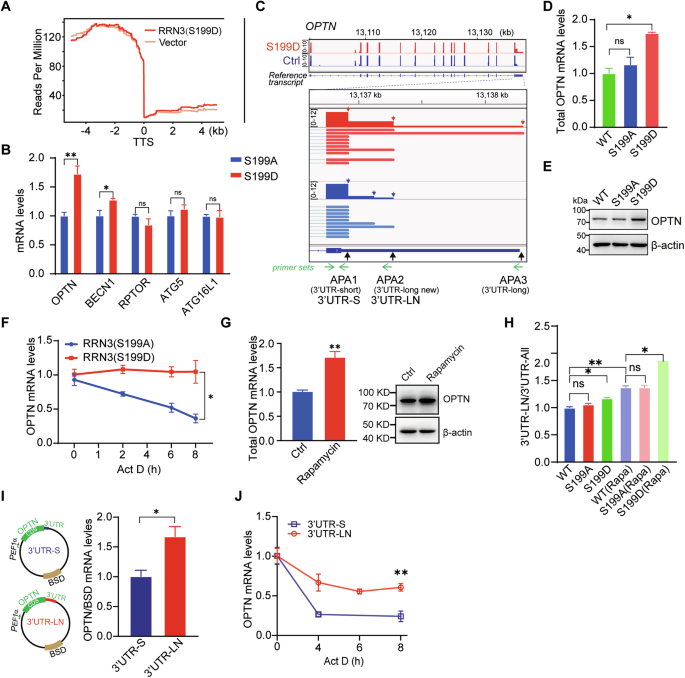 Fig. 5: Phosphorylation of RRN3 at S199 increases the usage of distal APA of OPTN to increase mRNA stability and protein production.