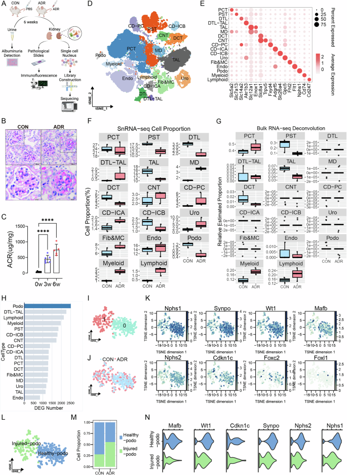 Fig. 1: SnRNA-seq identified a cluster of injured podocytes.