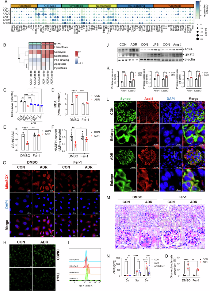 Fig. 2: Injured podocytes were depleted in the form of ferroptosis.
