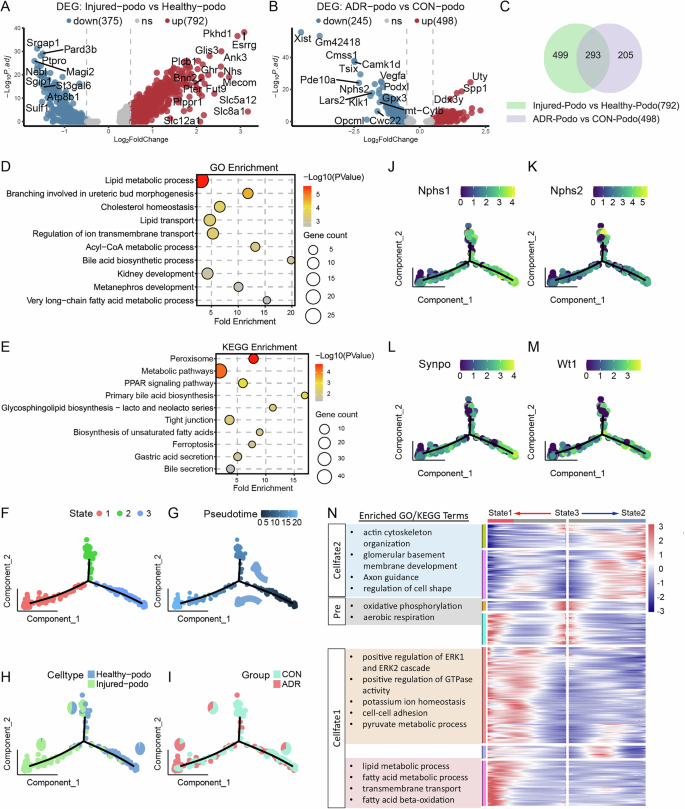 Fig. 3: Lipid metabolism is disrupted in injured podocytes.