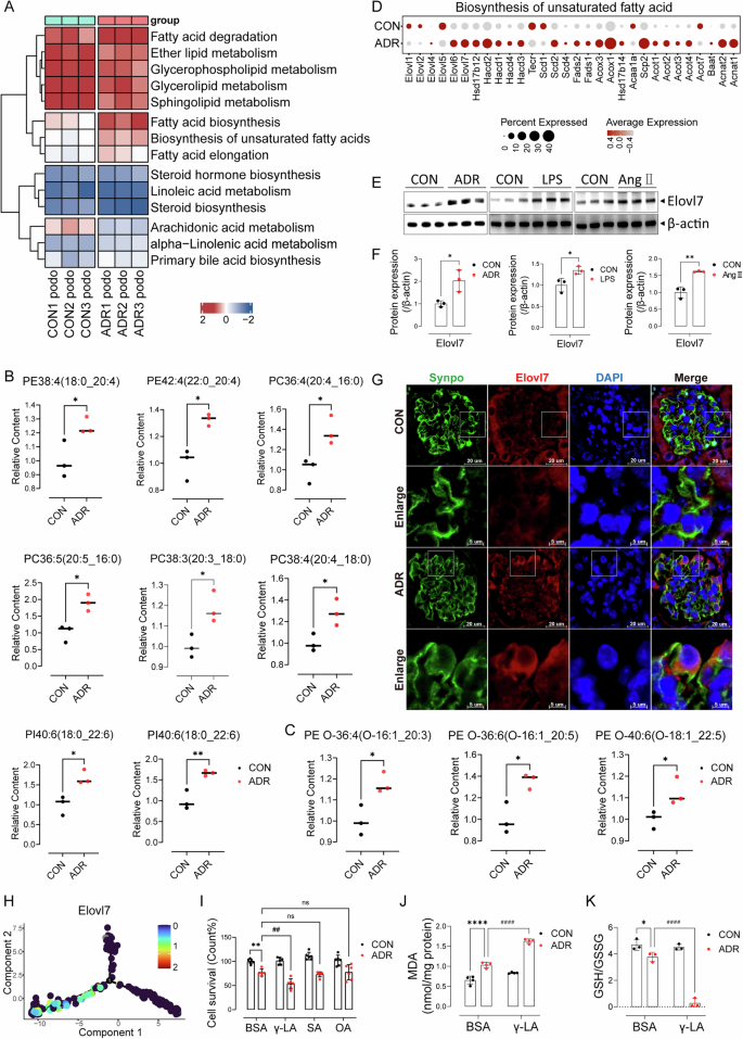 Fig. 4: Phospholipids with long-chain polyunsaturated fatty acid tails increased in injured podocytes.