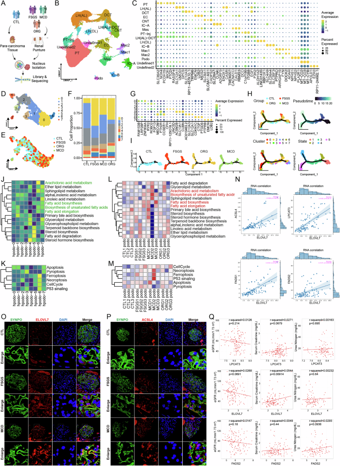 Fig. 7: Fatty acid elongation disorder and ferroptosis exist in human podocytopathies.