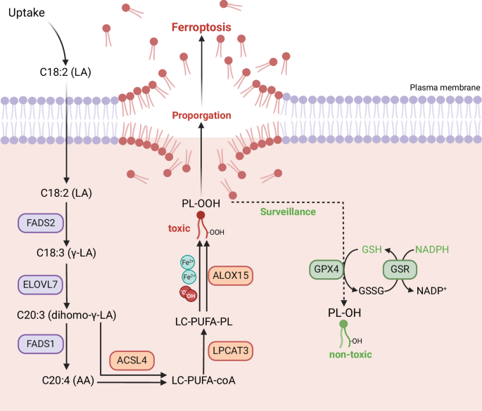 Fig. 8: Mechanisms of podocyte injury in podocytopathy.