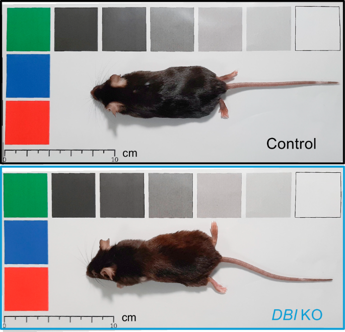 Fig. 2: Effect of the whole-body knockout of DBI on the macroscopic skin phenotype in C57BL/6J mice in a previously published model of breast cancer induced by medroxyprogesterone acetate and dimethylbenzanthracene [55].