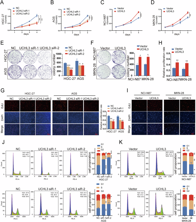 Fig. 3: UCHL3 promotes GC cell proliferation and accelerates cell cycle progression.