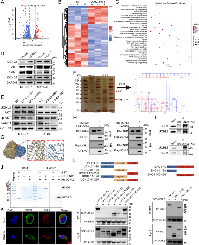 Fig. 4: UCHL3 regulates the AKT/CCND1 axis and interacts with the AKT activator ENO1.