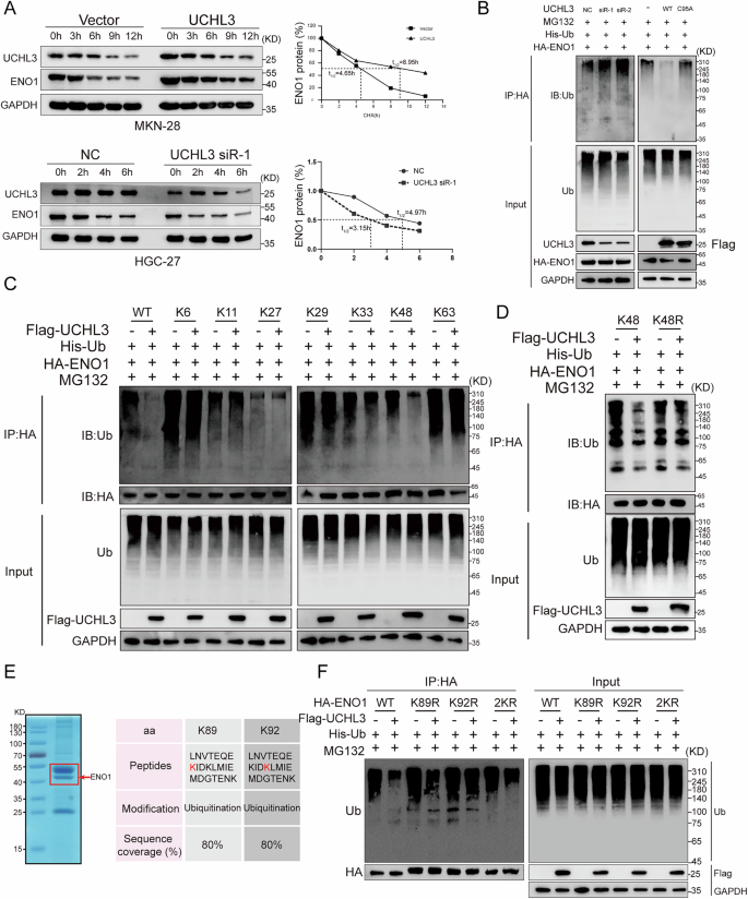 Fig. 5: UCHL3 deubiquitinates and stabilizes ENO1.